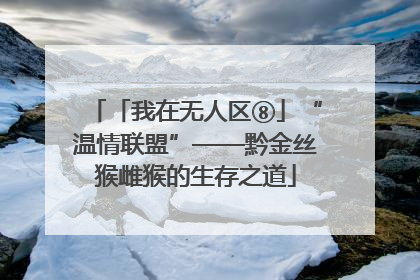 「我在无人区⑧」“温情联盟”——黔金丝猴雌猴的生存之道