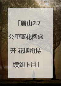 眉山2.7公里蓝花楹盛开 花期将持续到下月