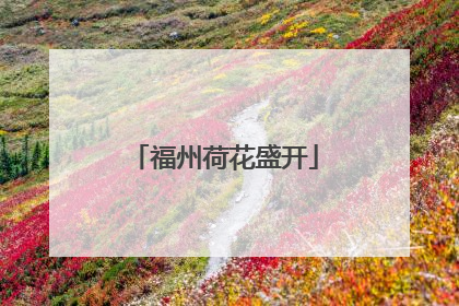 福州荷花盛开
