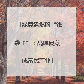 绿意盎然的“钱袋子”：高原夏菜成富民产业