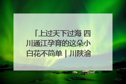 上过天下过海 四川通江孕育的这朵小白花不简单｜川陕渝网络名人巴中行