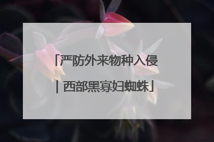 严防外来物种入侵｜西部黑寡妇蜘蛛