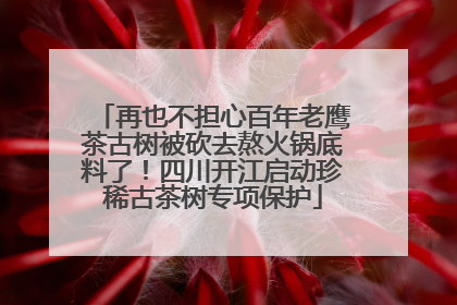 再也不担心百年老鹰茶古树被砍去熬火锅底料了！四川开江启动珍稀古茶树专项保护