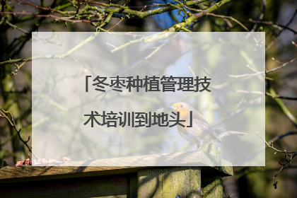 冬枣种植管理技术培训到地头