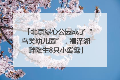 北京绿心公园成了“鸟类幼儿园”，福泽湖畔降生8只小鸳鸯