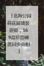 北海公园荷花展盛装迎夏，169盆珍贵碗莲同步亮相