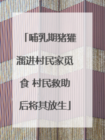哺乳期猪獾溜进村民家觅食 村民救助后将其放生