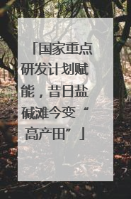 国家重点研发计划赋能，昔日盐碱滩今变“高产田”