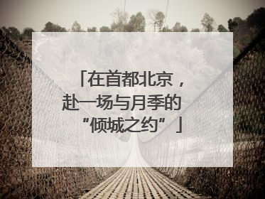 在首都北京，赴一场与月季的“倾城之约”