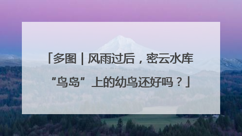 多图｜风雨过后，密云水库“鸟岛”上的幼鸟还好吗？