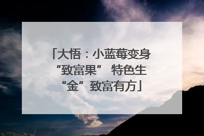 大悟：小蓝莓变身“致富果” 特色生“金”致富有方