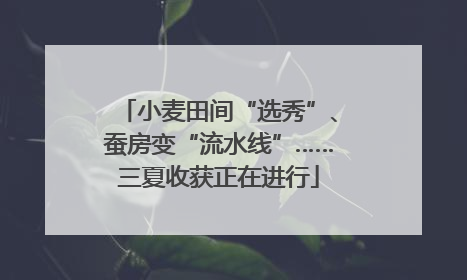 小麦田间“选秀”、蚕房变“流水线”……三夏收获正在进行