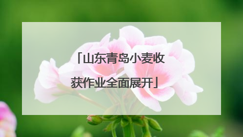 山东青岛小麦收获作业全面展开