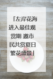 左岸花海进入最佳观赏期 邀市民共赏夏日繁花盛景