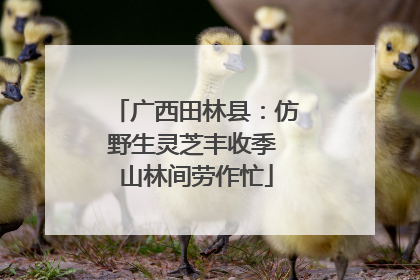 广西田林县：仿野生灵芝丰收季 山林间劳作忙