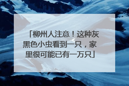 柳州人注意！这种灰黑色小虫看到一只，家里很可能已有一万只