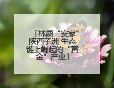 林麝“安家”陕西子洲 生态链上崛起的“黄金”产业