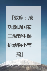 敦煌：成功救助国家二级野生保护动物小苇鳽