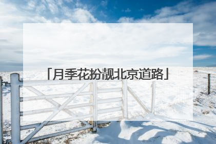 月季花扮靓北京道路