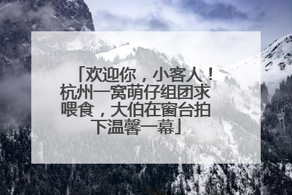 欢迎你，小客人！杭州一窝萌仔组团求喂食，大伯在窗台拍下温馨一幕