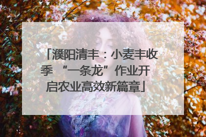 濮阳清丰：小麦丰收季 “一条龙”作业开启农业高效新篇章