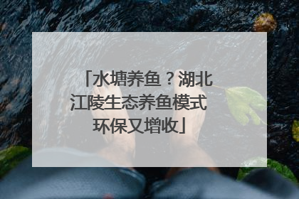 水塘养鱼？湖北江陵生态养鱼模式环保又增收
