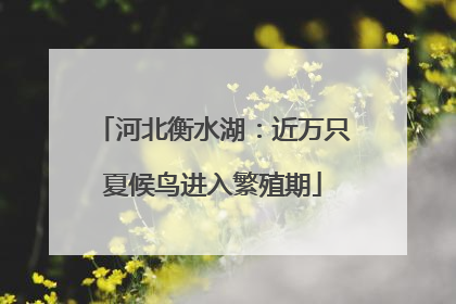 河北衡水湖：近万只夏候鸟进入繁殖期
