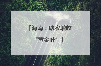 海南：助农增收 “黄金叶”