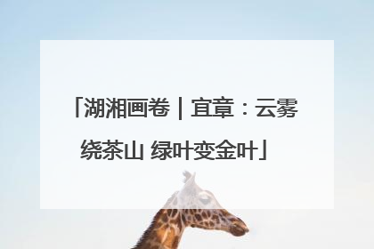 湖湘画卷｜宜章：云雾绕茶山 绿叶变金叶