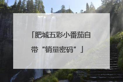 肥城五彩小番茄自带“销量密码”