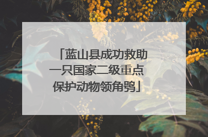 蓝山县成功救助一只国家二级重点保护动物领角鸮