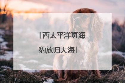 西太平洋斑海豹放归大海