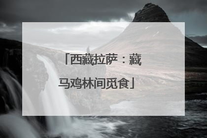 西藏拉萨：藏马鸡林间觅食