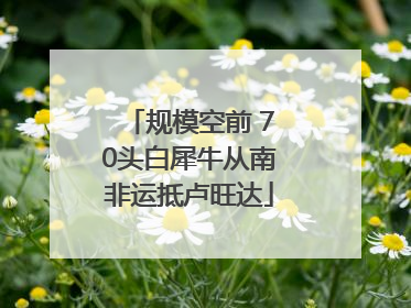 规模空前 70头白犀牛从南非运抵卢旺达