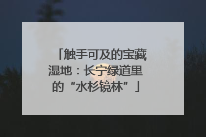触手可及的宝藏湿地：长宁绿道里的“水杉镜林”