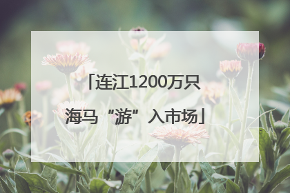 连江1200万只海马“游”入市场