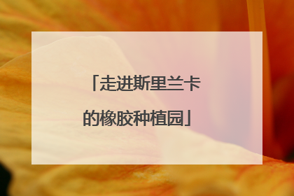 走进斯里兰卡的橡胶种植园