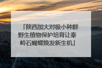 陕西加大对极小种群野生植物保护培育让秦岭石蝴蝶焕发新生机