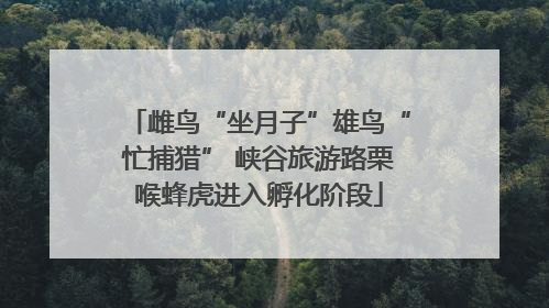 雌鸟“坐月子”雄鸟“忙捕猎” 峡谷旅游路栗喉蜂虎进入孵化阶段