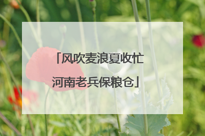 风吹麦浪夏收忙 河南老兵保粮仓