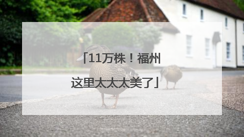 11万株！福州这里太太太美了